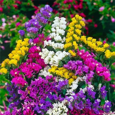 Фиолетовые садовые цветы многолетники - 75 фото