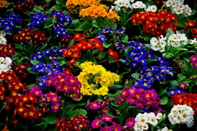 Многолетние цветы - купить саженцы из питомника в Барнауле для Сибири |  Купить цветущие многолетние цветы для дачи и сада