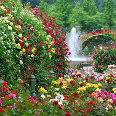 Сады для жизни Выбираем садовые цветы для сада | Сады для жизни