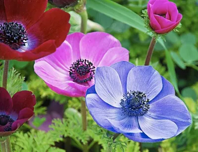 Почвопокровные цветы: неприхотливые почвопокровные цветы для сада -  Agro-Market24
