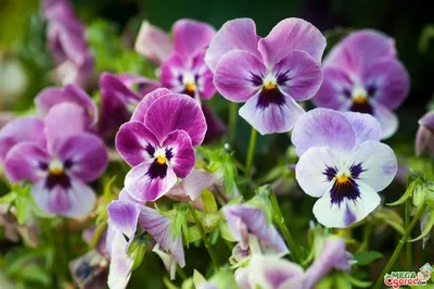 Бархатцы – самые популярные садовые цветы... - посадка, уход, фото, как  вырастить и собрать урожай - «Блог Флориум.юа» 2024