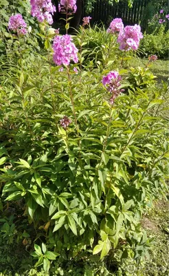 Цветы высокие для сада: интересные садовые цветы многолетники для дачи,  цветущие все лето