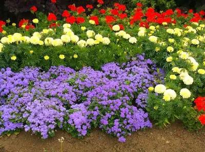 Отзыв о Растение декоративное садовое Флокс метельчатый | Невероятно  красивые, неприхотливые многолетние цветы.