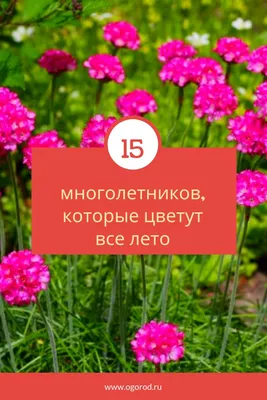 Красивые цветущие растения для сада: 22 сорта, фото, советы какие цветы  цветут в мае, июне, июле, августе, цветы для влажных и сырых мест | Houzz  Россия