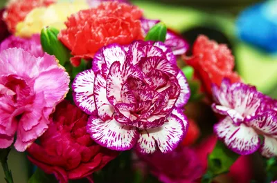 15 многолетников, которые цветут все лето | Цветник план, Садовые бордюры,  Садоводство