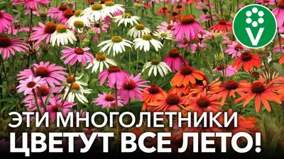 Многолетники цветущие все лето: фото и названия многолетних цветов для дачи