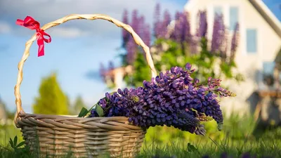 Многолетние низкорослые цветы: 8 названий лучших видов для вашей дачи (с  фото) - Дом Mail.ru