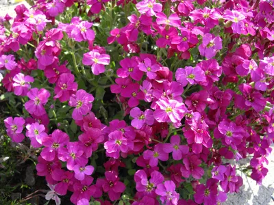 Многолетние садовые цветы для вашей клумбы | Любимые цветы