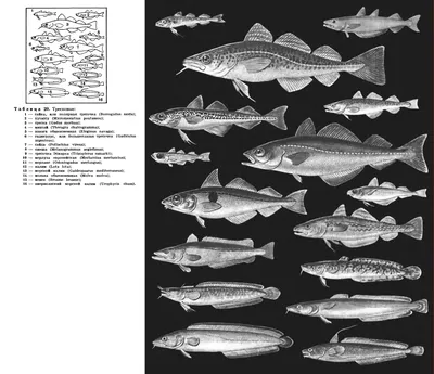 Boreogadus saida - Wikidata