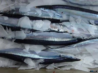Рыба сайра Катран-т ❤️ доставка на дом от магазина Zakaz.ua