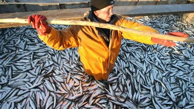 Салака в обмен на всю остальную рыбу: ЕК хочет поставить очередные условия  рыбакам - 26.08.2021, Sputnik Латвия