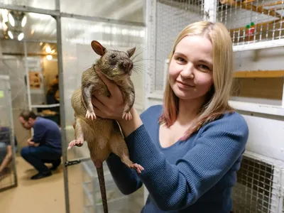 Метровых крыс-гигантов завел у себя дома зоолог из Ленобласти - KP.RU