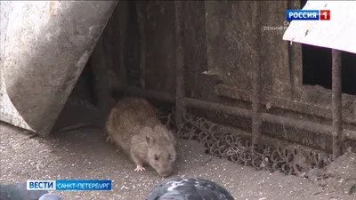 Водяная крыса на огороде как бороться, как бороться с земляными крысами на  огороде - 13 июня 2022 - НГС