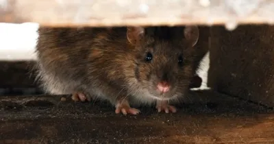 Крысы. Одни из самых удивительных животных на планете. | ВКонтакте