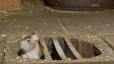 Из «мыши» вырос до гигантских размеров: боец ВСУ откормил крысу-рекордсмена  (фото, видео)