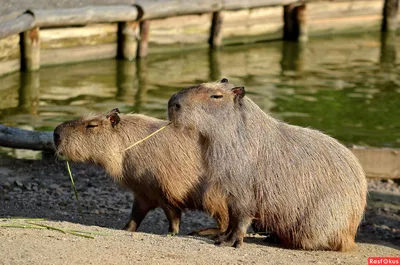 Capibara в зоопарке самая большая крыса в мире Стоковое Фото - изображение  насчитывающей крыса, травоядно: 149084542