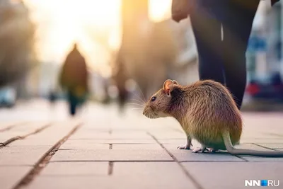 Capibara в зоопарке самая большая крыса в мире Стоковое Фото - изображение  насчитывающей южно, волосы: 149084140