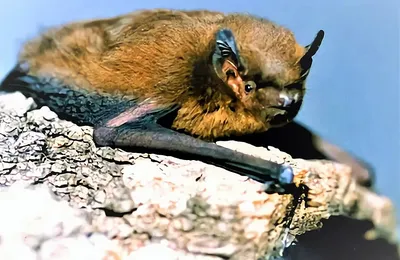 Летучие мыши - ГАУ РК «Судакское лесоохотничье хозяйство»