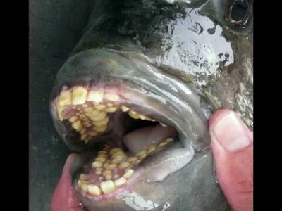 История рыбы с человеческими зубами получила свое продолжение — Новые  Известия - новости России и мира сегодня