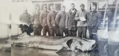 Узбекские рыбаки поймали рыбу размером с барана