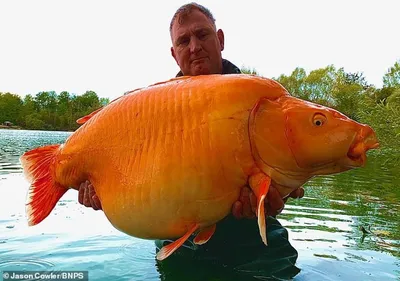 Поймана самая большая в мире \"золотая рыбка\" — РБК