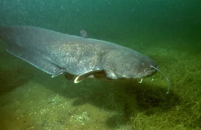 Самая большая пойманная рыба-угорь - ЯПлакалъ