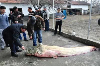 Русская рыбалка 4. Самая большая рыба, это та которую ты упустил. - YouTube