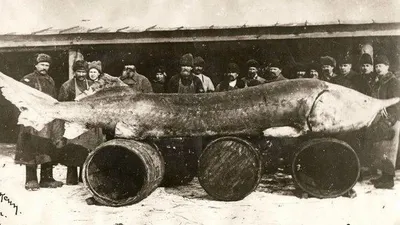 Самая большая пойманная рыба-угорь