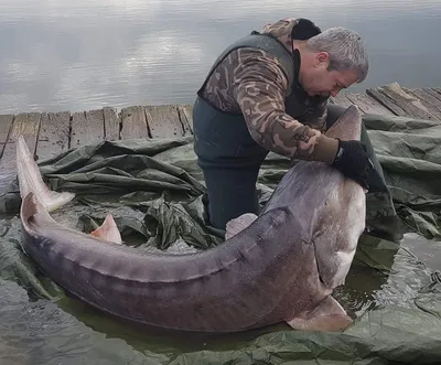 В Вятке поймали огромную рыбу - Общество - Newsler.ru