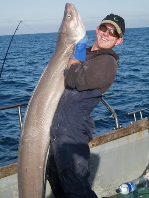 Самая большая пойманная рыба-угорь » uCrazy.ru - Источник Хорошего  Настроения