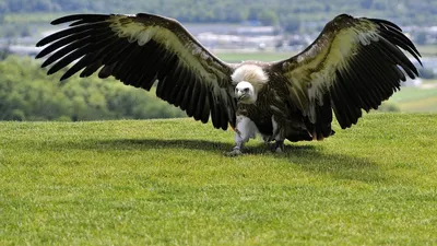 Самая большая птица в мире - фото, вес, размах крыльев - Техно bigmir)net