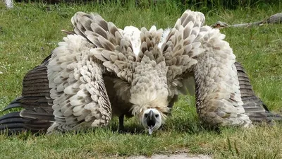 Ответы Mail.ru: какая самая большая птица в мире