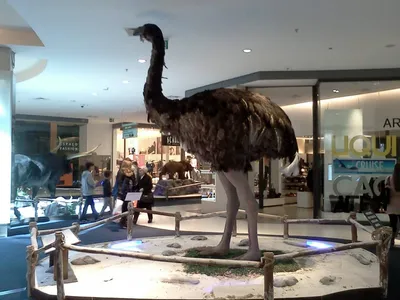 10 самых больших птиц на земле - Zefirka