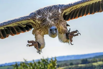 Самая большая птица в мире летающая - 78 фото