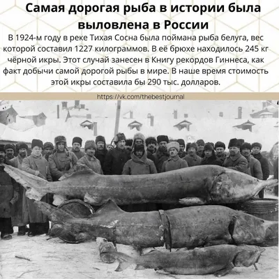 Самая большая белуга рыба - 75 фото