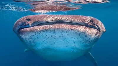 Самая большая в мире рыба: фото, видео, описание китовой акулы