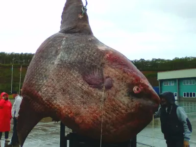 Такой рыбы вы еще не видели: на берег Австралии выбросило гиганта -  21.03.2019, Sputnik Беларусь