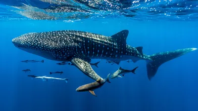 На Сахалине рыбаки выловили из моря рыбу-луну весом больше тонны - KP.RU