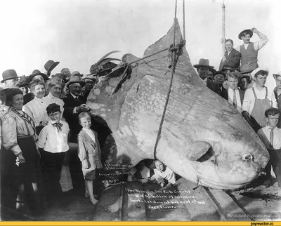 Самая крупная рыба в каспийском море - 71 фото