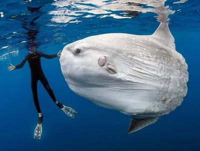 Самая большая рыба в мире. Китовая акула » uCrazy.ru - Источник Хорошего  Настроения