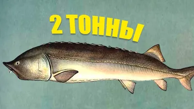 Возможно, установили мировой рекорд: во Франции поймали самую большую  золотую рыбку (фото, видео)