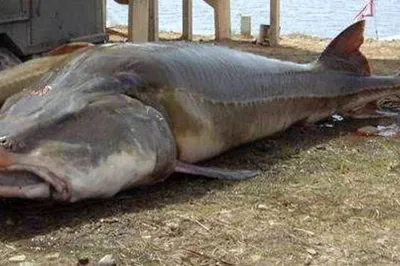 Самая большая рыба на земле - китовая акула