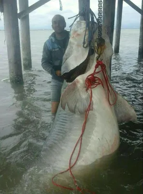 Самая большая рыба в азовском море - 69 фото