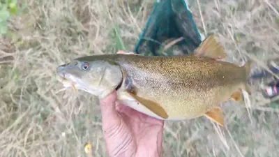 🎣 \"Рыба фугу\" наших рек - смертельно опасная для новичков и вкусная для  опытных рыбаков | 🎣 Рыбалка с Алексеичем 🎣 | Дзен