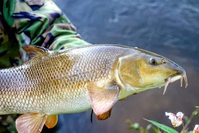 🎣 \"Рыба фугу\" наших рек - смертельно опасная для новичков и вкусная для  опытных рыбаков | 🎣 Рыбалка с Алексеичем 🎣 | Дзен