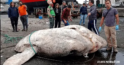 Самая большая рыба в мире очень загадочна и находится под угрозой  исчезновения | Пикабу