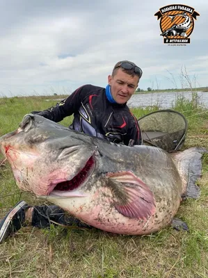 Сома-гиганта поймали в Рыбинском водохранилище около Череповца