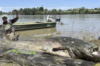 Сом обыкновенный (Silurus glanis) | FishingBY.com