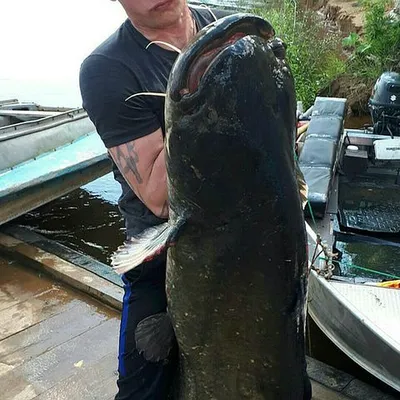 В Камбодже поймали самую большую в современной истории пресноводную рыбу.  Это скат весом 300 кг - BBC News Русская служба