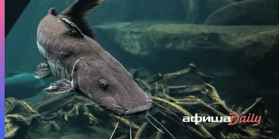 В Припяти поймали гигантского сома